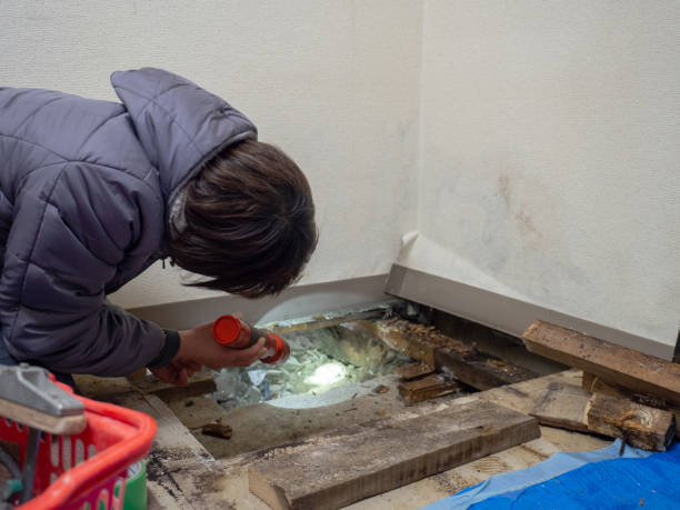 Best Emergency Mold Remediation  in Endicott, NY