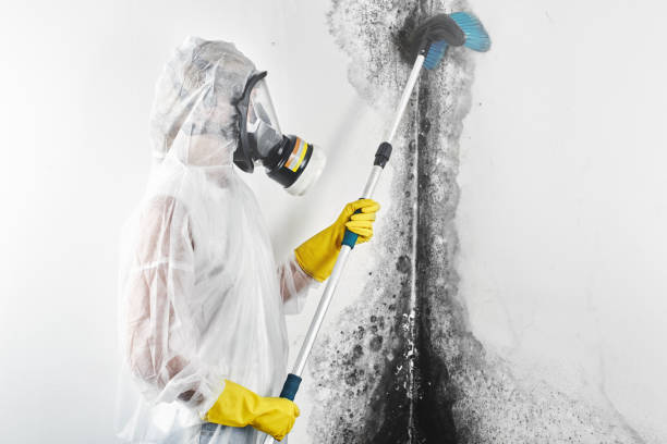 Mold Remediation for Rental Properties in Endicott, NY