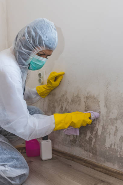 Best Airborne Mold Testing  in Endicott, NY